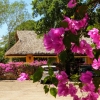 Zdjęcie z Meksyku - nareszcie kolory- słońce, kwitnące kwiaty i błękitne niebo...