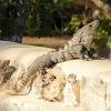 Zdjęcie z Meksyku - okoliczne cudaczki- legwany, iguany i inne jaszczury.... 