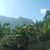 Zdjęcie z Etiopii - urzekły mnie górskie bananowce