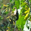 Zdjęcie z Etiopii - jakiś nektarnik
