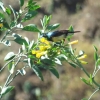 Zdjęcie z Etiopii - nektarnik fioletowy