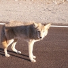 Zdjęcie ze Stanów Zjednoczonych - Kojot