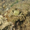 Zdjęcie z Chorwacji - krab
