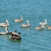 Zdjęcie z Meksyku - zwierzole z nad zatoki meksykańskiej :)