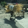 Zdjęcie z Etiopii - noszenie jest powszechne