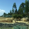 Zdjęcie z Etiopii - młocka