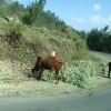 Zdjęcie z Etiopii - na drodze