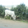 Zdjęcie z Etiopii - drogowe bydło