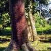 Zdjęcie z Meksyku - rosły tu niesamowite drzewa o czerwono- brunatnej , połyskującej korze 