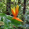 Zdjęcie z Meksyku - takie, egzotyczne cuda; jakieś florystyczne "rajskie ptaki"