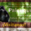 Zdjęcie z Meksyku - w czasie zejścia w tej dżungli cały czas słyszałam małpki (ich głosy i wycie)