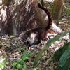 Zdjęcie z Meksyku - jest pierwszy "eksponat" 😊 - urocze koati (fachowo: ostronos)🐺 