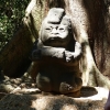Zdjęcie z Meksyku - figurka siedząca pod drzewem, to tzw tzw "Babcia" - jedna z najstarszych olmeckich figurek