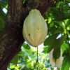 Zdjęcie z Meksyku - dorodny owoc kakaowca na wyciągnięcie ręki...