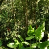Zdjęcie z Meksyku - co chętni - nurkują w dżunglę i schodzą na dół...