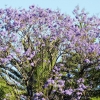 Zdjęcie z Meksyku - kwitnące jacarandy, o tej porze roku zachwycają szczególnie w parkach miejskich...