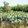 Zdjęcie z Meksyku - 🌵 opuncjowe plantacje.... zza szyby autokaru