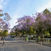 Zdjęcie z Meksyku - Z hotelu idziemy pieszo skrajem romantycznego Parku Alameda pełnego pięknych drzew, fontann i rzeźb