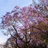 Zdjęcie z Meksyku - niekłamanie zachwycają mnie te drzewa.... gdziekolwiek ich nie spotkam- wzdycham😍