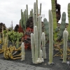 Zdjęcie z Hiszpanii - Jardin de Cactus - kolczaste olbrzymy witają nas już od wejścia.