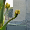 Zdjęcie z Meksyku - i gigantyczny kwiat tej agawy, który wyrósł tu na azteckich kościach....