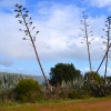 Zdjęcie z Australii - Kwitnace agawy