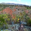 Zdjęcie z Australii - Kaktusy ktorym kanion zawdziecza swoja nazwe