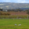 Zdjęcie z Australii - Jadac przez winnice McLaren Vale spotykamy ibisy czarnopióre