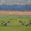 Zdjęcie z Australii - Z tylu niespodzianka - cale stado ibisów żółtoszyich