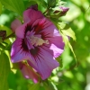 Zdjęcie z Australii - Piekna odmiana hibiskusa