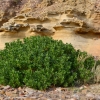 Zdjęcie z Australii - Coprosma lub mirror plant - nadmorska, odporna na sól roślina