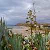 Zdjęcie z Australii - Kwitnace agawy w Myponga Beach