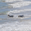 Zdjęcie z Australii - Po pozarciu paru turystow morskie stwory wracaja do oceanu :)