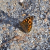 Zdjęcie z Australii - Jakis inny motylek