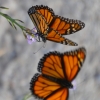 Zdjęcie z Australii - Na plazy roilo sie od motyli