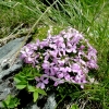 Zdjęcie z Austrii - Jeszcze trochę kwiatków - lepnica naprawdę mnie zauroczyła...