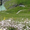 Zdjęcie z Austrii - Na pierwszym planie kępy kwitnącej rogownicy.
