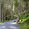 Zdjęcie z Austrii - Wkrótce wchodzimy w prześliczny las...