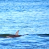 Zdjęcie z Australii - Udaje mi sie wypatrzec delfiny, niestety dosc daleko od brzegu