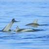 Zdjęcie z Australii - Baraszkujace delfiny