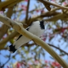 Zdjęcie z Australii - Gralina srokata - samiczka