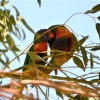 Zdjęcie z Australii - Papuzkowe amory - lorysy teczowe