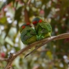 Zdjęcie z Australii - Papuzie amory - lory spiżowe