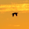 Zdjęcie z Australii - Jakis kormoran leci na spoczynek