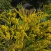 Zdjęcie z Australii - Przepieknie - migdalowo pachnace kwiaty