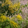 Zdjęcie z Australii - Kwitnie akacja australijska i akacja złoty pył