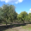 Zdjęcie z Australii - Gaj oliwny. Dwa rozne gatunki drzew oliwnych.
