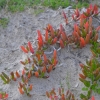 Zdjęcie z Australii - Nadmorska flora