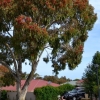 Zdjęcie z Australii - To wlasnie ten eukaliptus