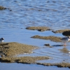Zdjęcie z Australii - Sieweczki czarnogłowe - mlode ptaki
